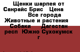 Щенки шарпея от Санрайс Брис › Цена ­ 30 000 - Все города Животные и растения » Собаки   . Дагестан респ.,Южно-Сухокумск г.